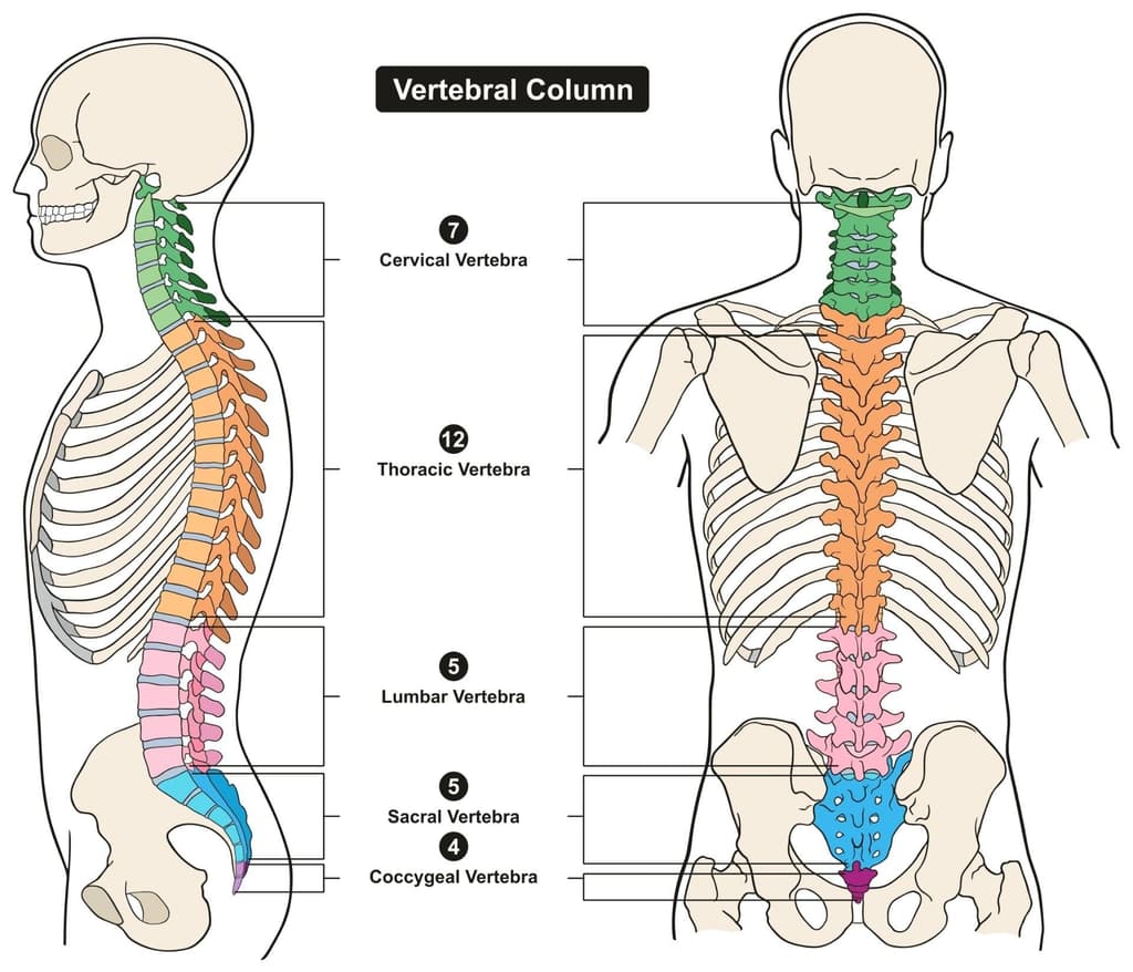 Injury Info